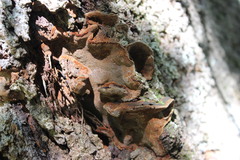 Metuloidea rhinocephala