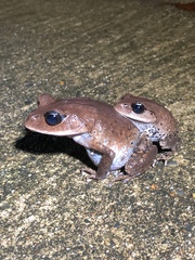Leptobrachium