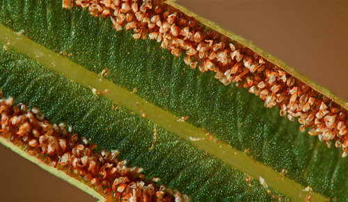 Pteris vittata