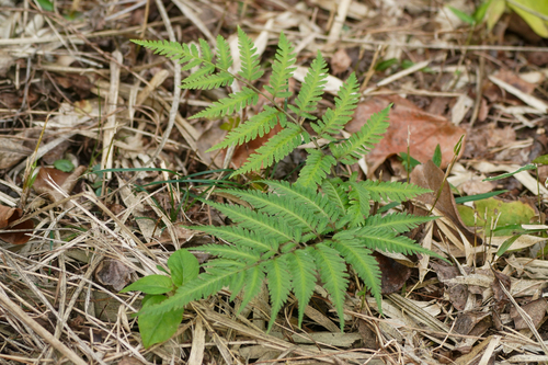 Image of Athyrium niponicum by (c) WATANABE Hitoshi 渡辺仁, some rights reserved (CC BY)
