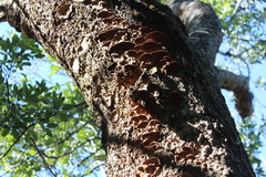 Metuloidea rhinocephala