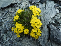 Erysimum jugicola