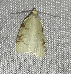 Cenopis pettitana