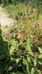 Vanessa cardui