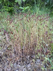 Trifolium spadiceum