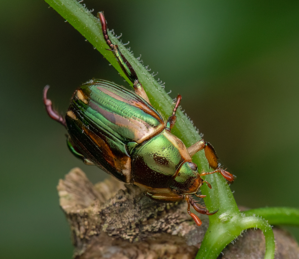 Pelidnota liturella