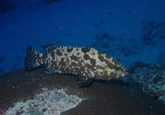 Camouflage Grouper photo 2