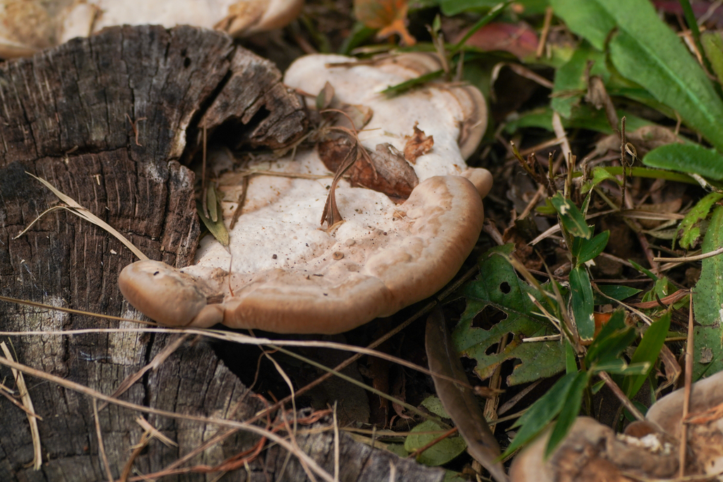 Trametes orientalis · November 2024 · photo: © tbc_watanabe (iNaturalist, cc-by)