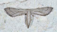 Euacidalia brownsvillea