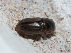 Labarrus cincticulus