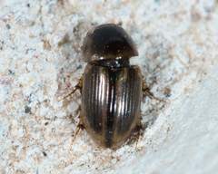 Labarrus cincticulus