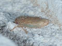 Polana quadrinotata