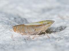 Scaphytopius elegans