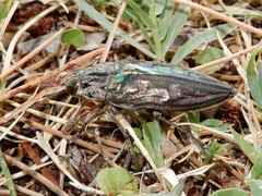 Chalcophora mariana massiliensis