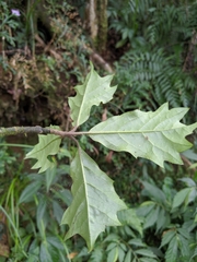 Aucuba chinensis