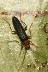 Nacerdes carniolica