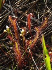 Drosera linearis
