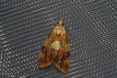 Pseudargyrotoza conwagana