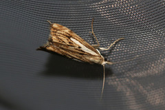 Catoptria