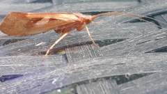 Limnephilus rhombicus