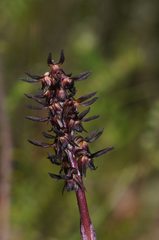 Genoplesium arrectum