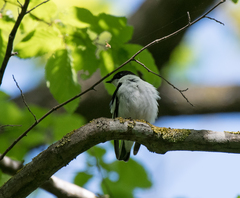 Ficedula semitorquata