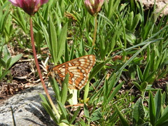 Euphydryas cynthia