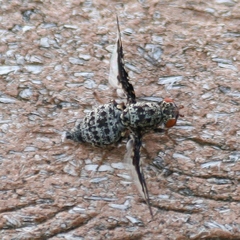 Callopistromyia strigula