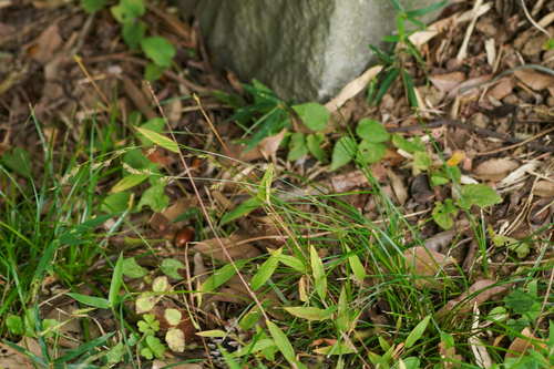 Carex lenta iNat (1)