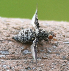 Callopistromyia strigula