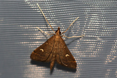 Dolicharthria punctalis