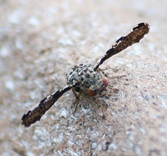 Callopistromyia strigula