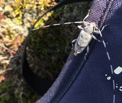 Acanthocinus aedilis