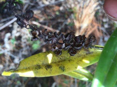 Veronica macrocarpa, photograph nick_goldwater, CC BY, iNaturalist via GBIF