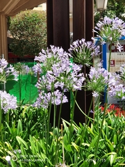 Agapanthus praecox