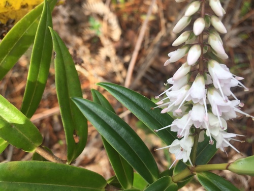 Veronica macrocarpa