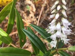 Veronica macrocarpa