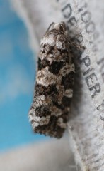 Eucopina tocullionana