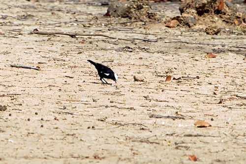 Arnot's Chat (Myrmecocichla arnotti), photo 10