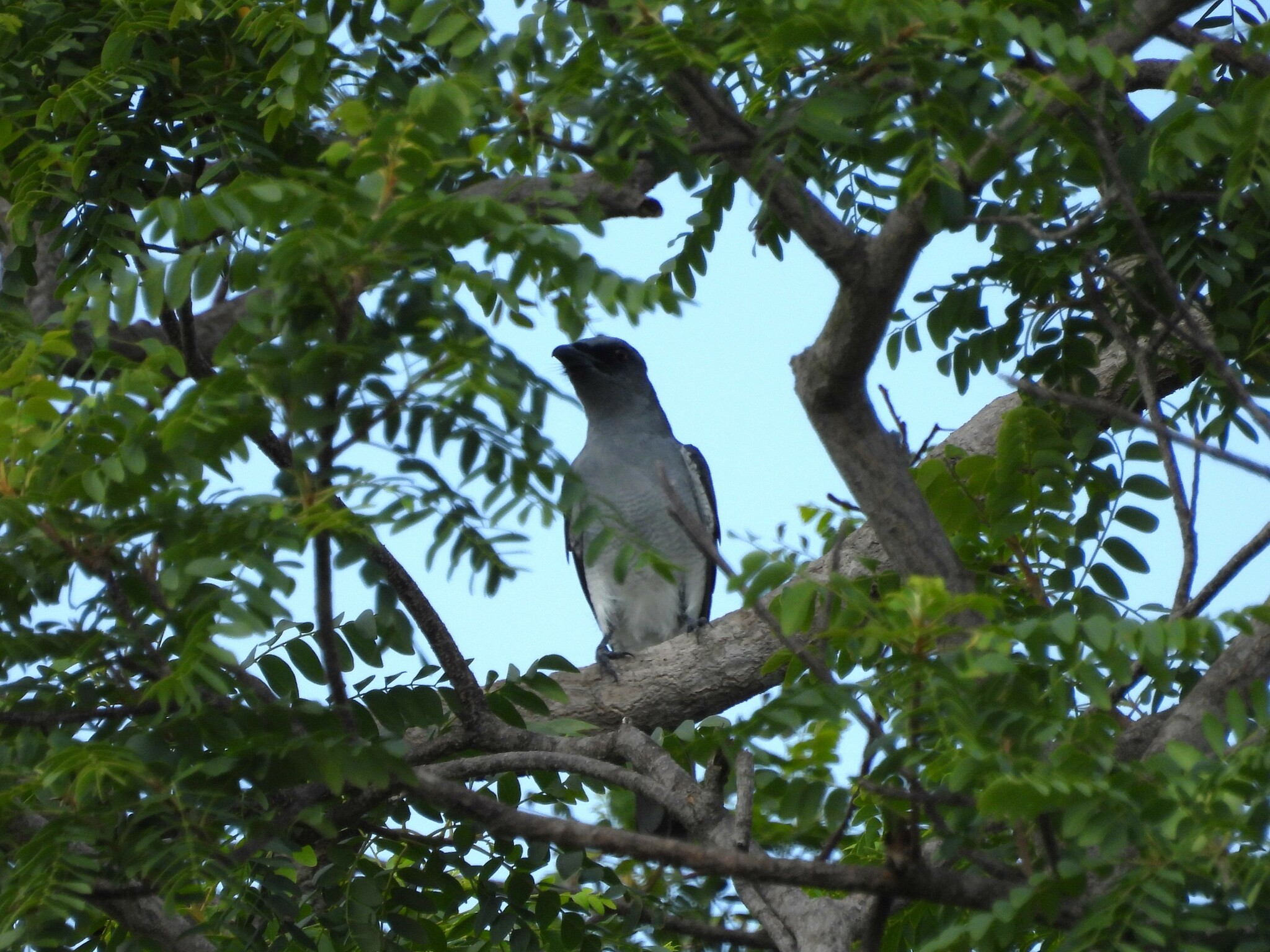 Indian Cuckooshrike