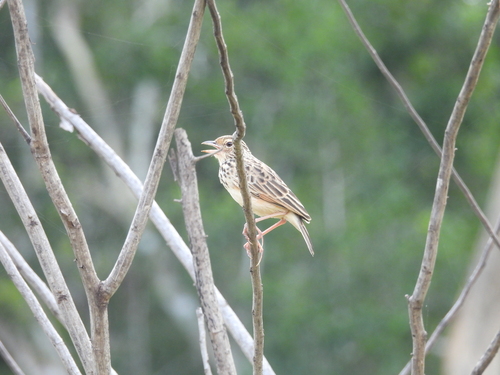 Jerdon's Bush Lark (Plocealauda affinis), photo 8