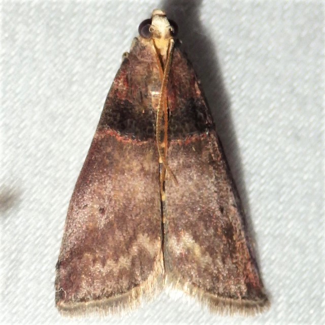 Acrobasis stigmella