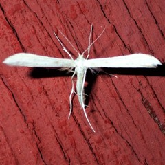 Hellinsia homodactylus