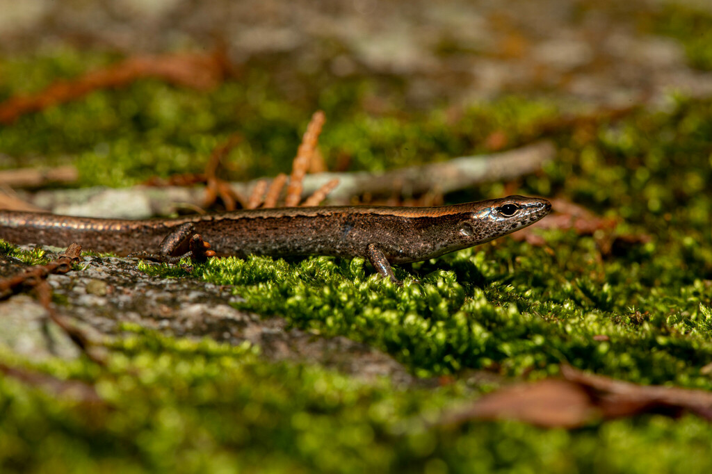 Van Denburgh's Ground Skink