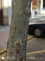 Platanus × hispanica