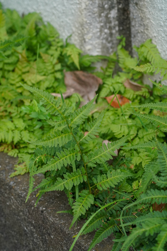 Image of Athyrium niponicum by (c) WATANABE Hitoshi 渡辺仁, some rights reserved (CC BY)