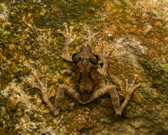 Temple Treefrog photo 2