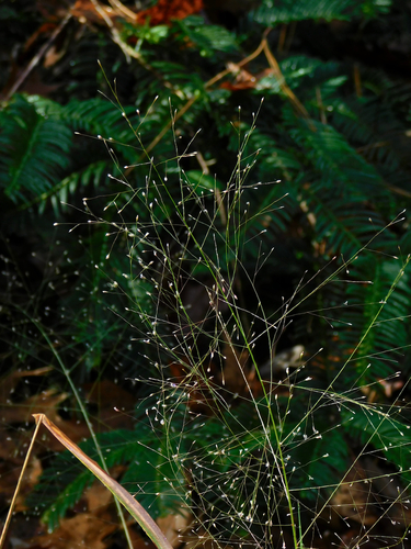 Image of Eragrostis hirsuta by (c) Michael J. Papay, some rights reserved (CC BY)