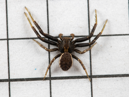 Xysticus marmoratus
