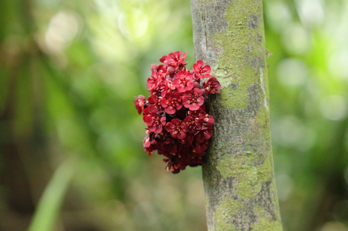 Theobroma speciosum (Theobroma speciosum)